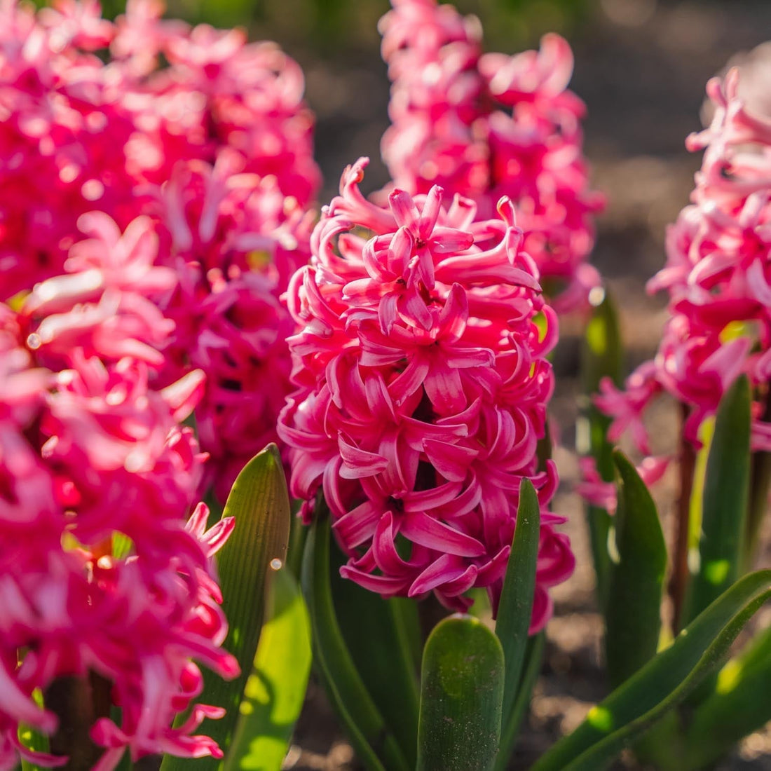 Hiacynt 'Pink Pearl'