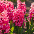 Hiacynt 'Pink Pearl'