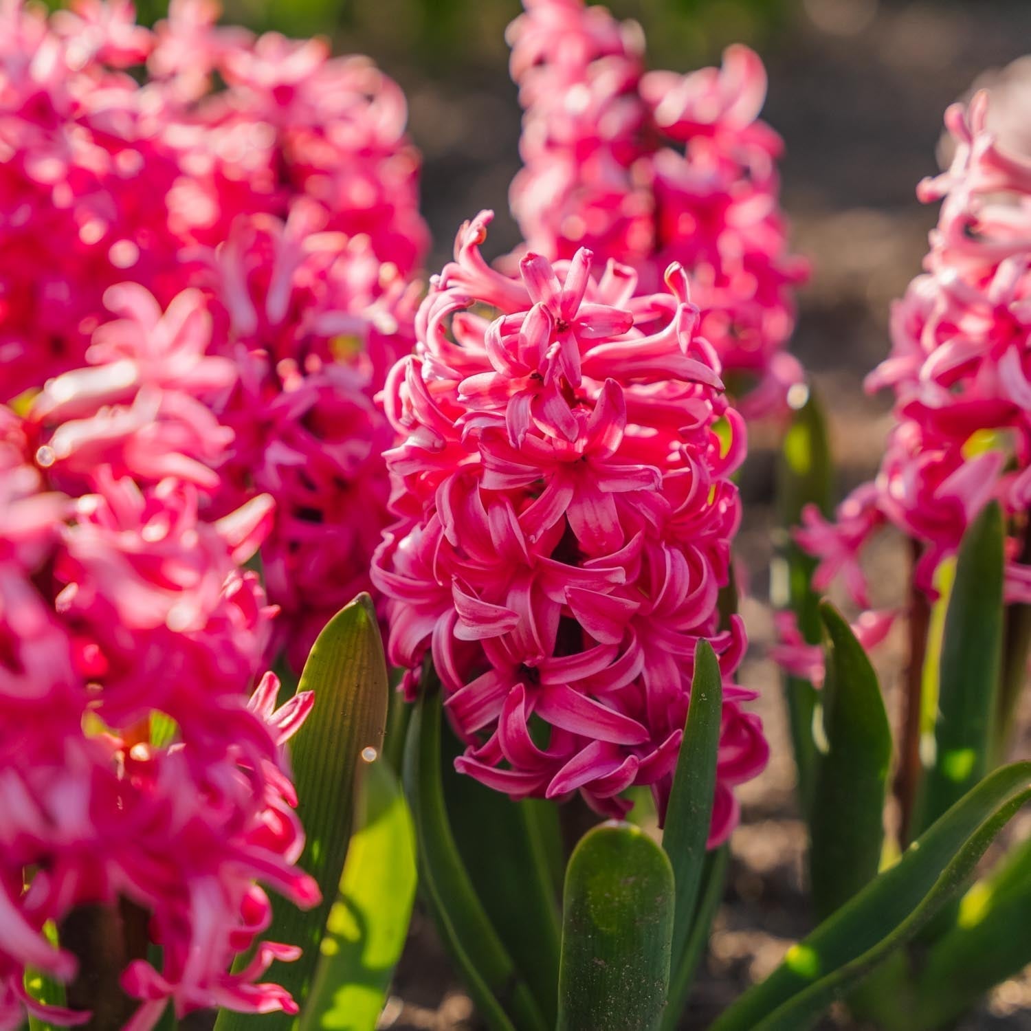 Hiacynt 'Pink Pearl'