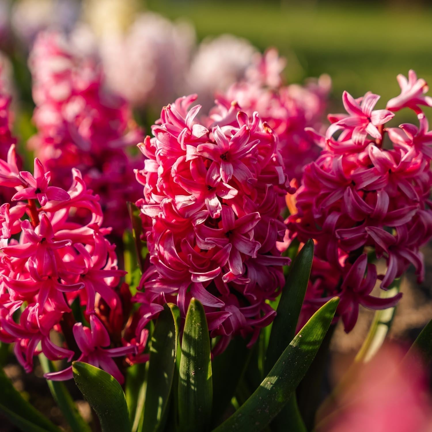 Hiacynt 'Pink Pearl'