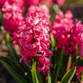 Hiacynt 'Pink Pearl'