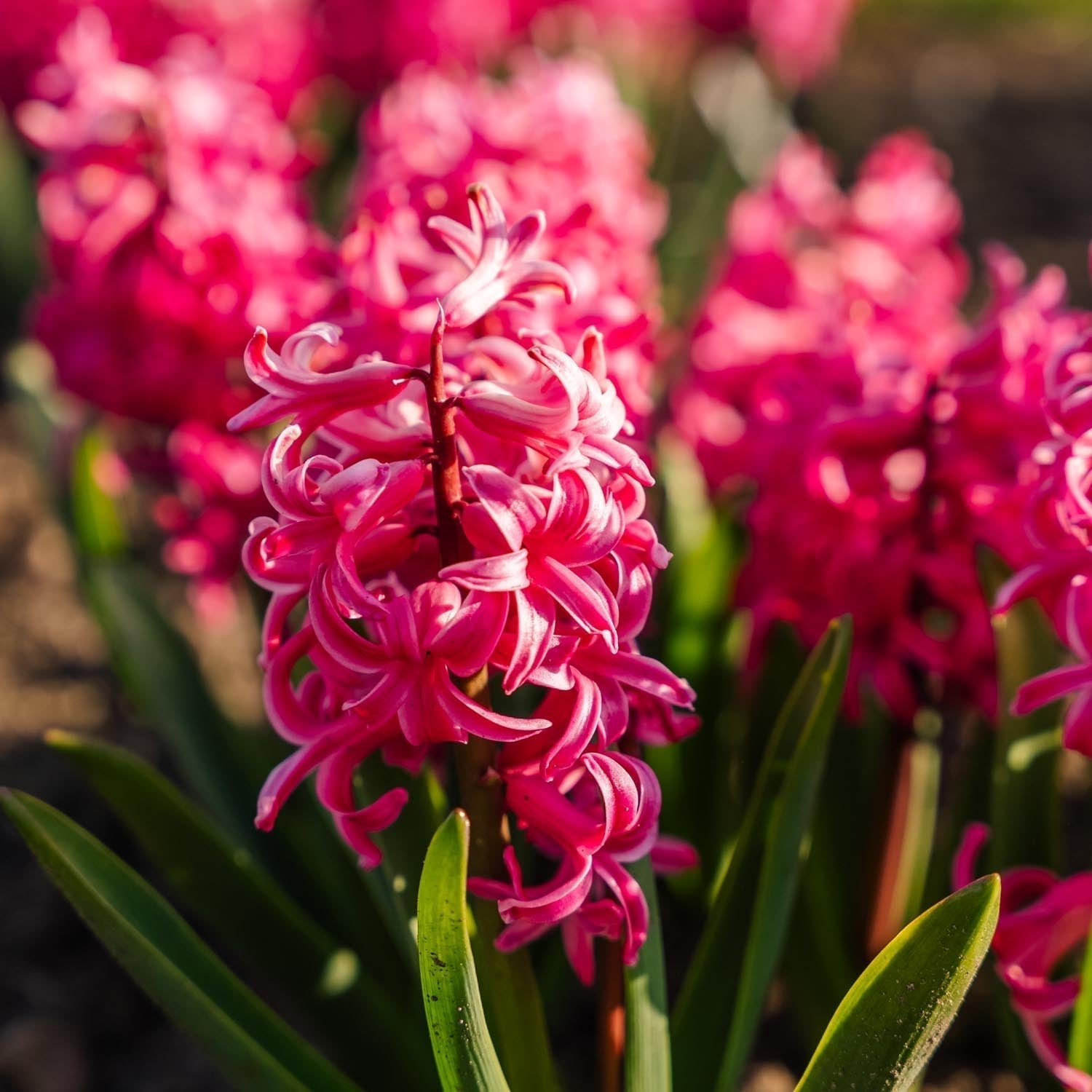 Hiacynt 'Pink Pearl'