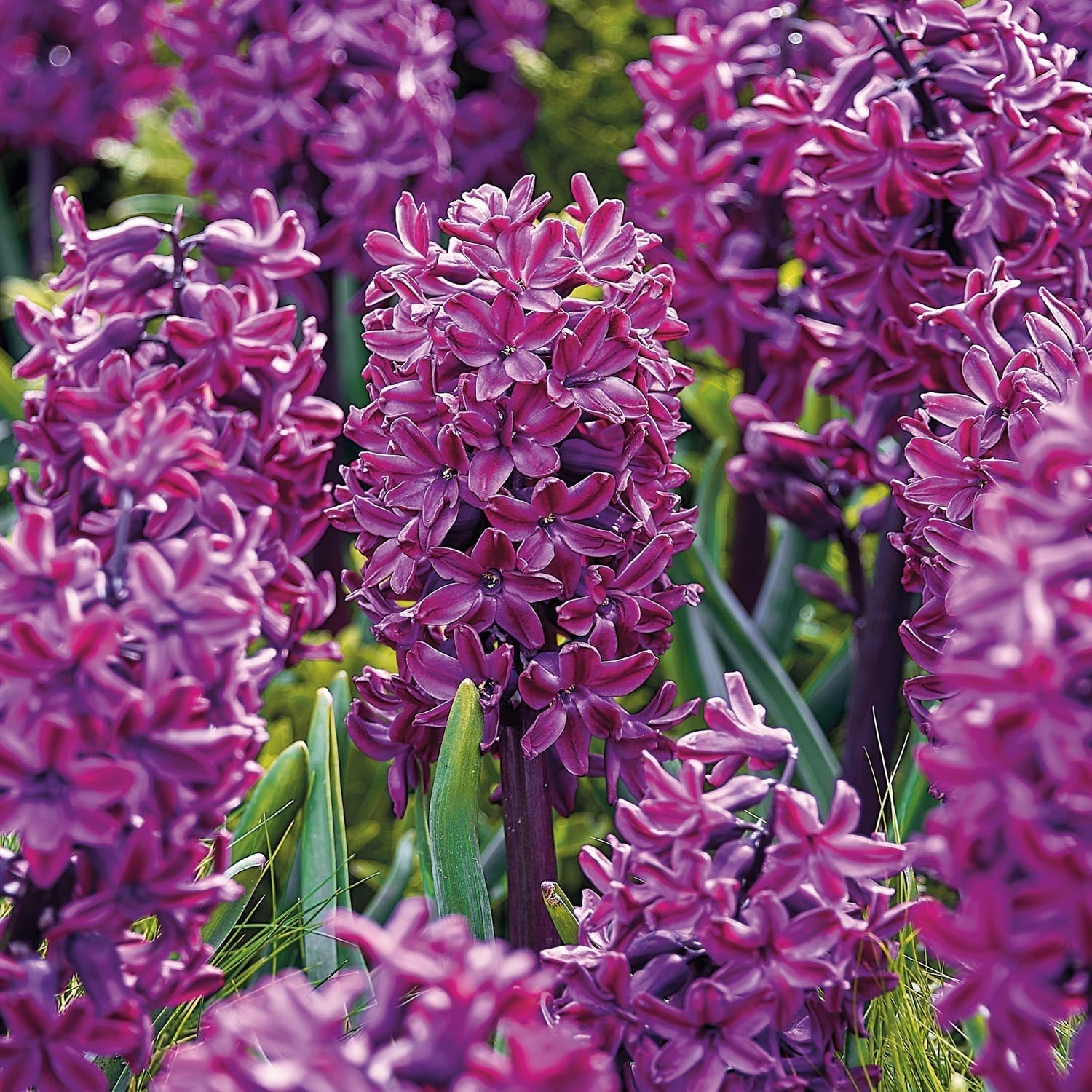 Hiacynt 'Woodstock'