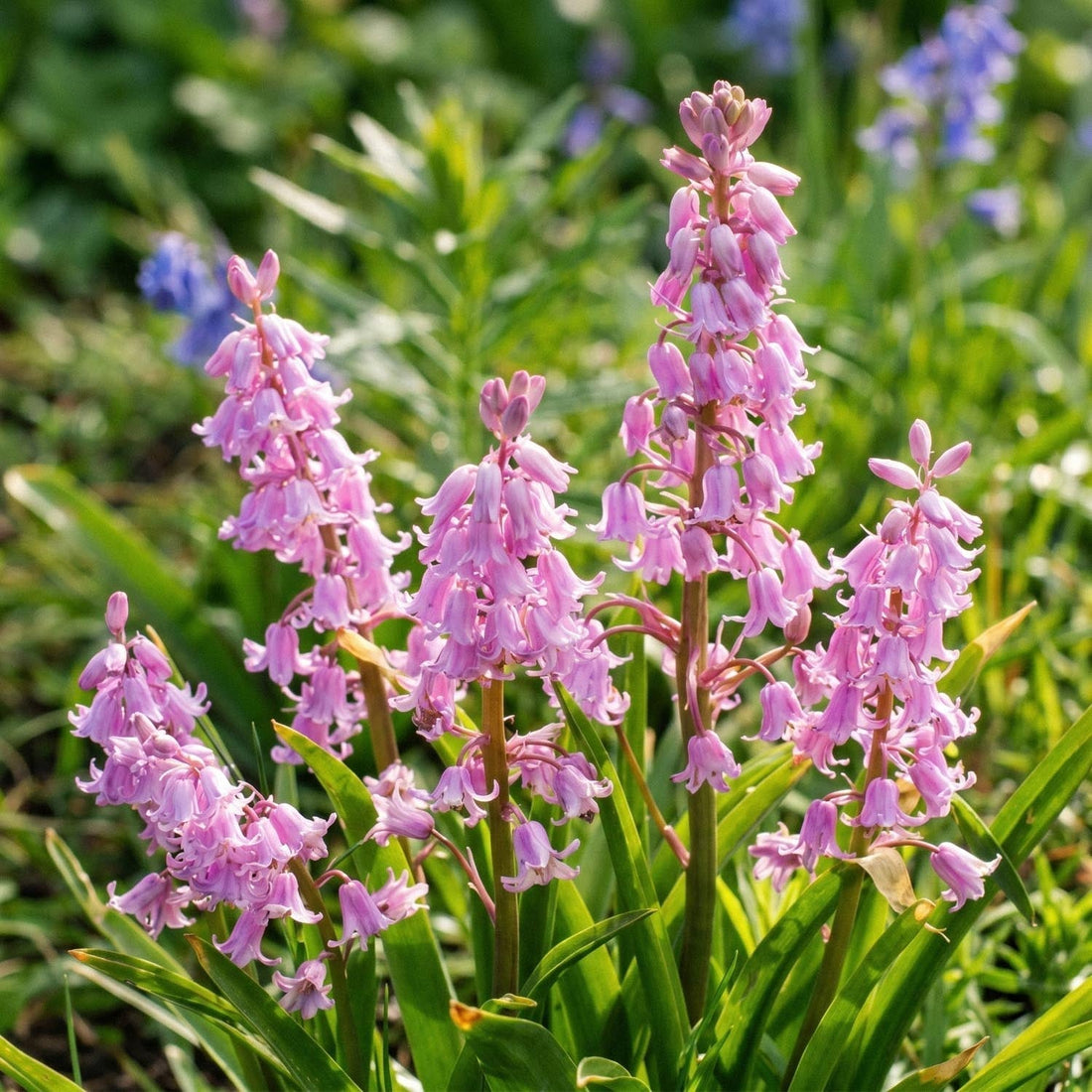 Hiacyntowiec, Hyacinthoides 'Queen of the Pinks'