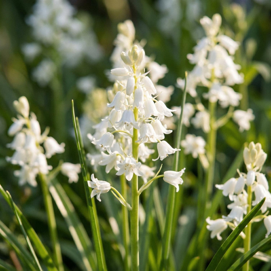 Hiacyntowiec, Hyacinthoides 'White City'