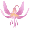 Psiząb cebulki / Erythronium