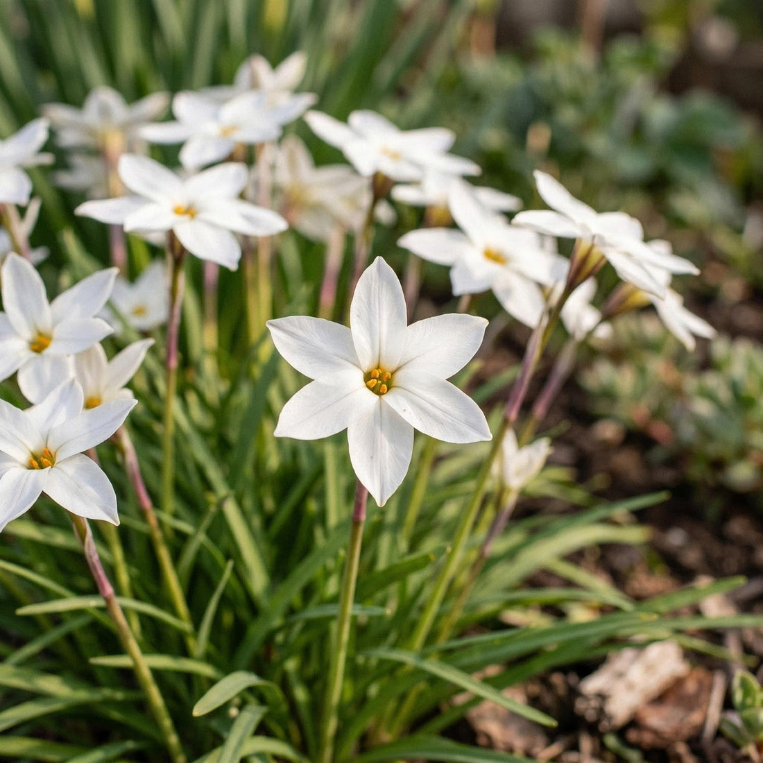 Ifejon, Ipheion 'Alberto Castillo'