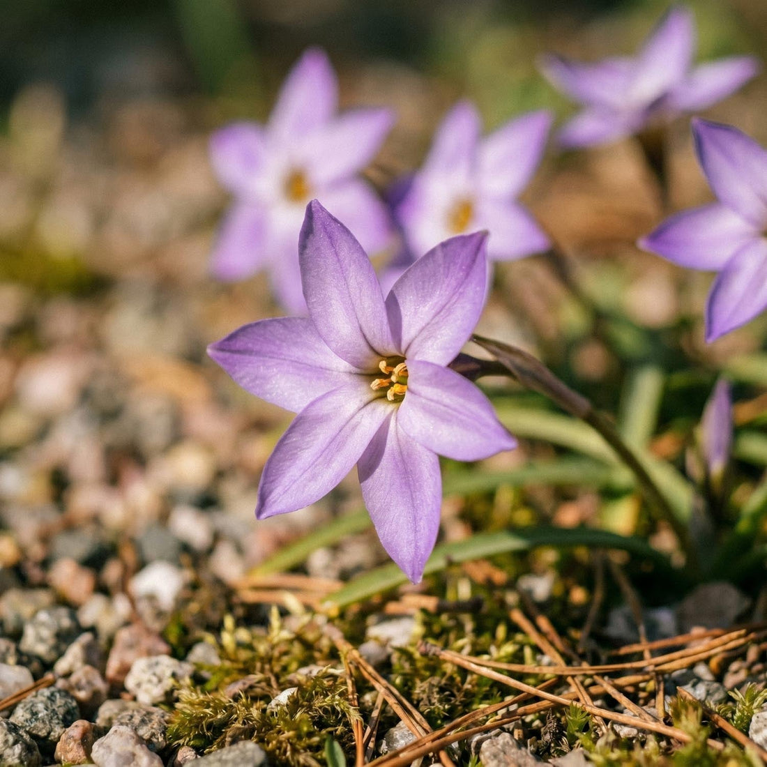 Ifejon, Ipheion 'Charlotte Bishop'