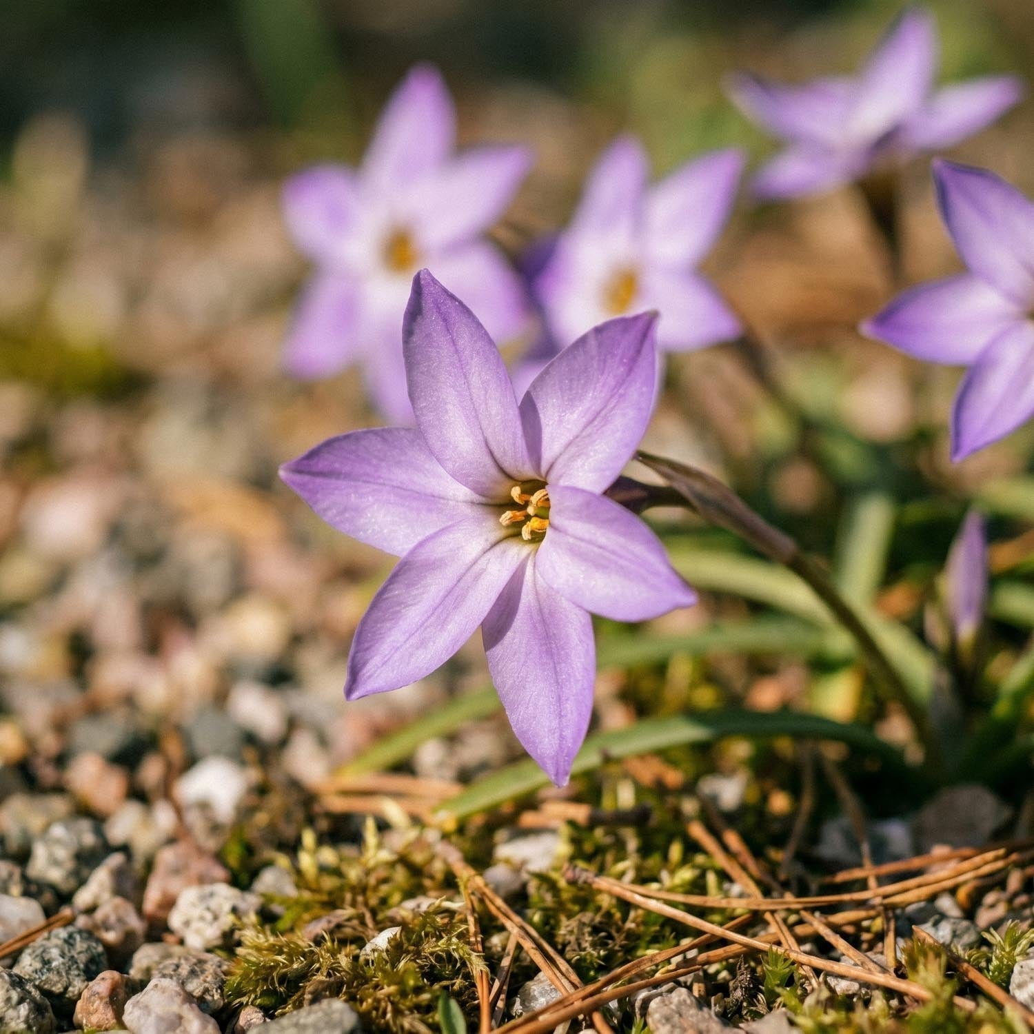 Ifejon, Ipheion 'Charlotte Bishop'