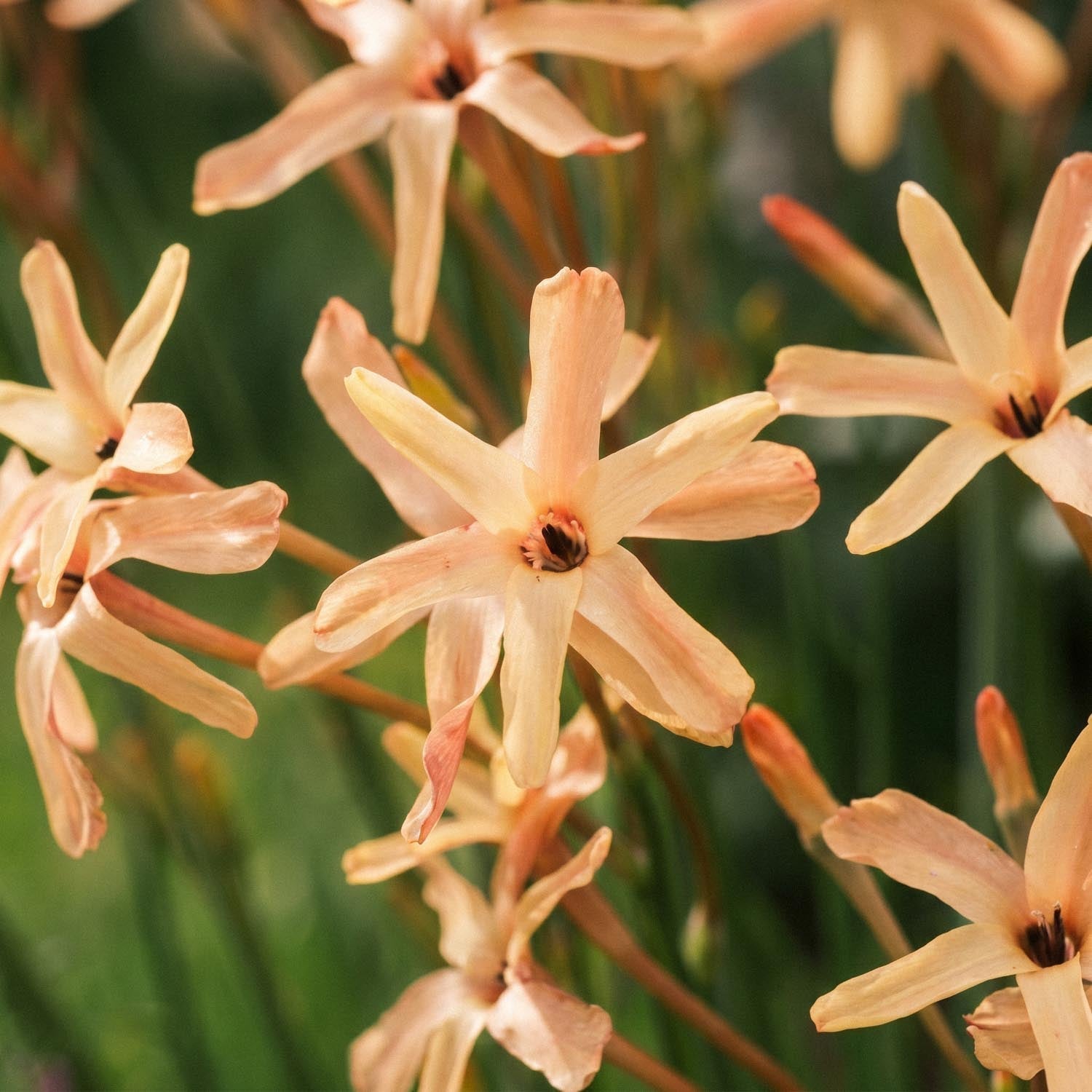 Iksja, Ixia 'Eos'