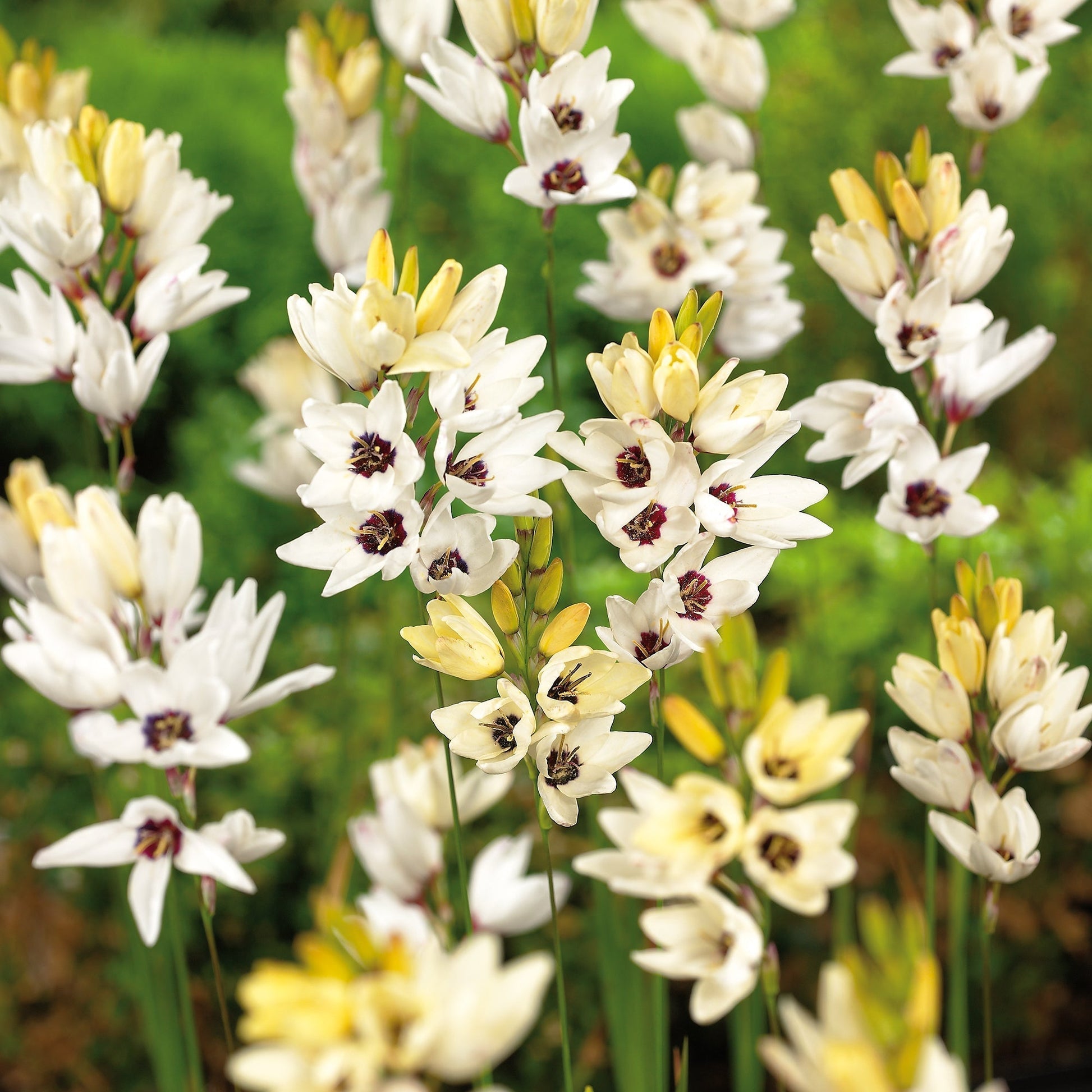 Iksja, Ixia 'Giant'