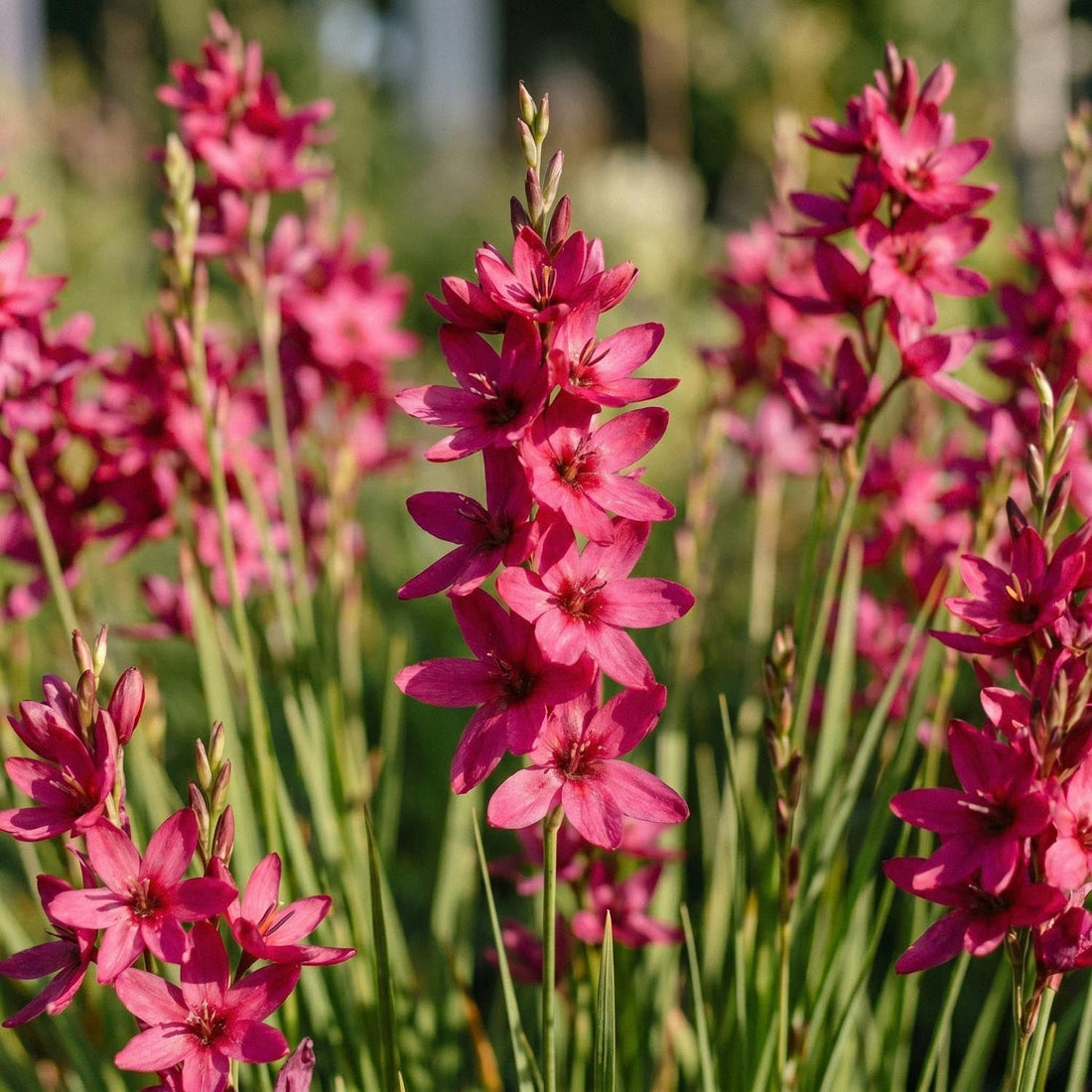 Iksja, Ixia 'Mabel'