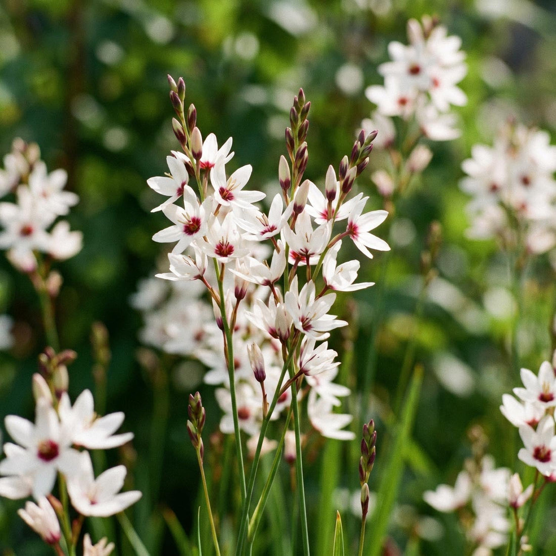 Iksja, Ixia 'Spotlight'
