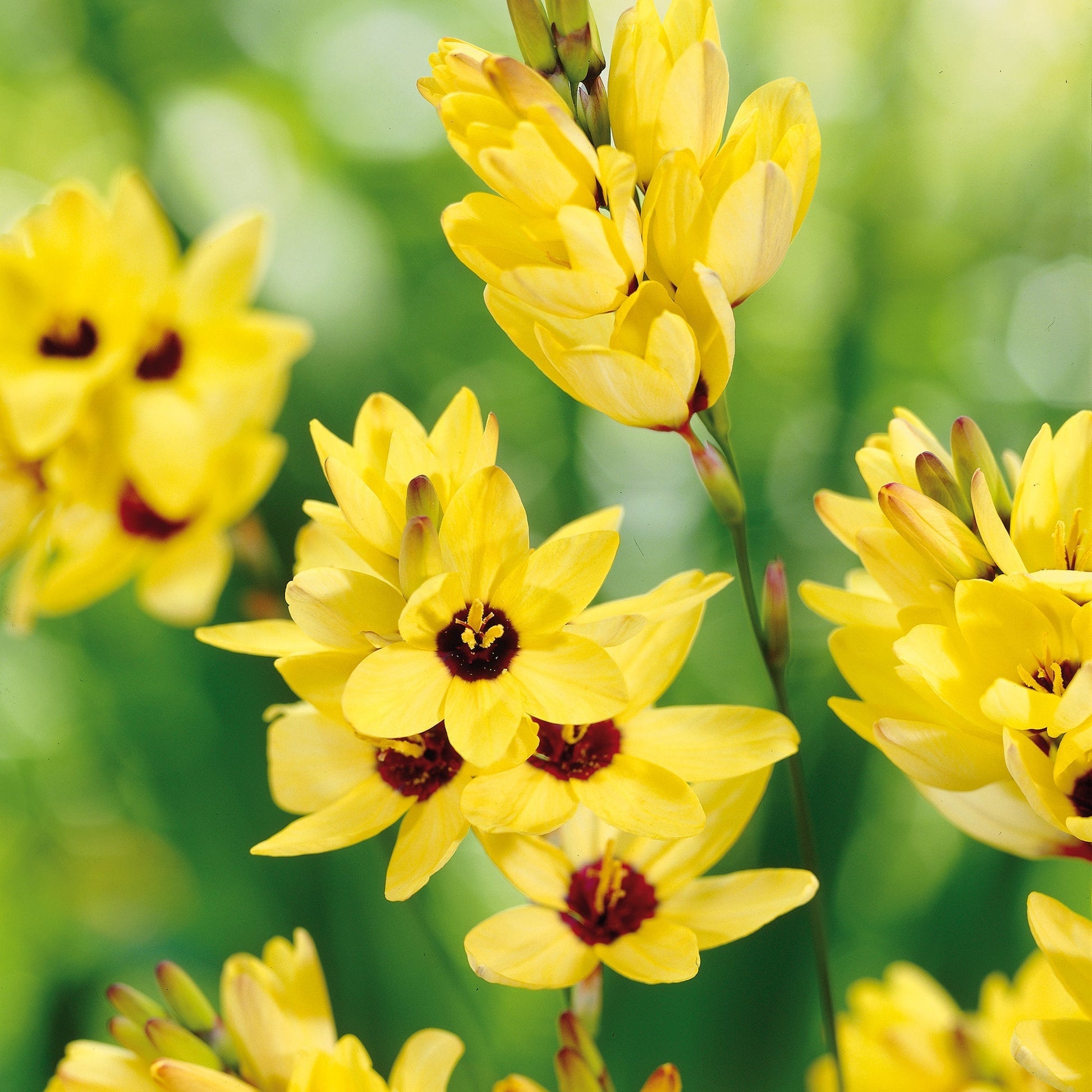 Iksja, Ixia 'Yellow Emperor'