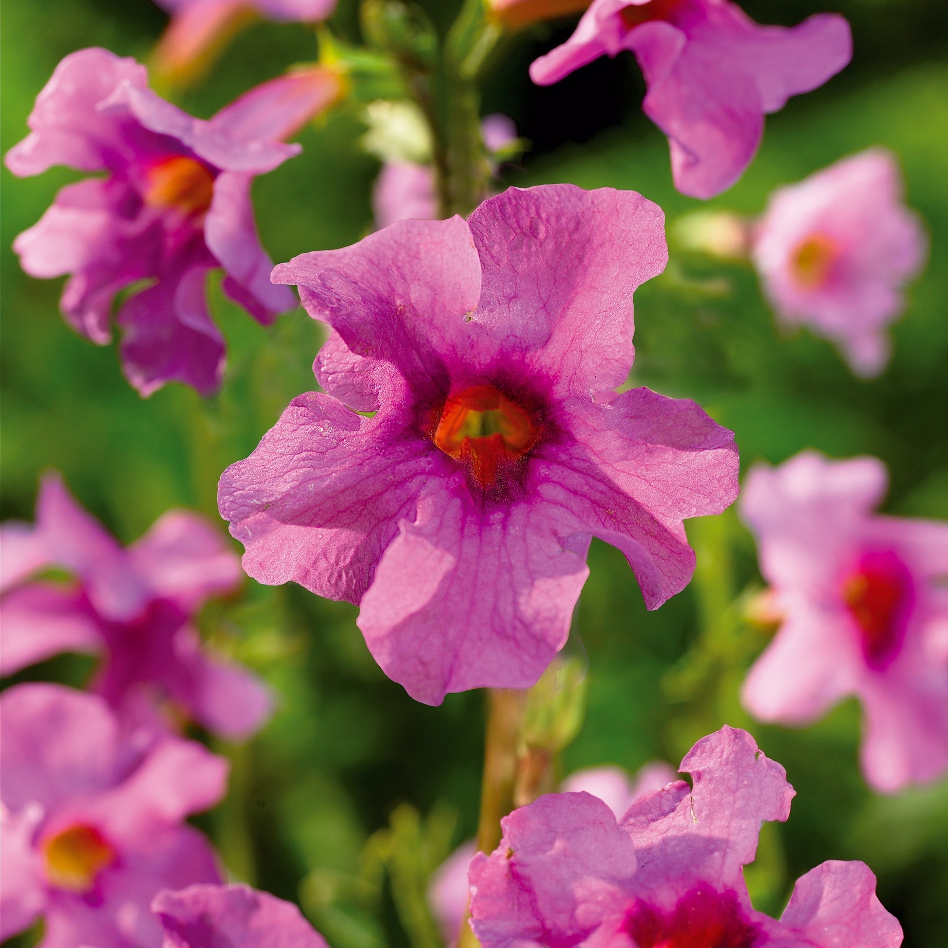 Inkarwilla, Incarvillea delavayi 'Pink'