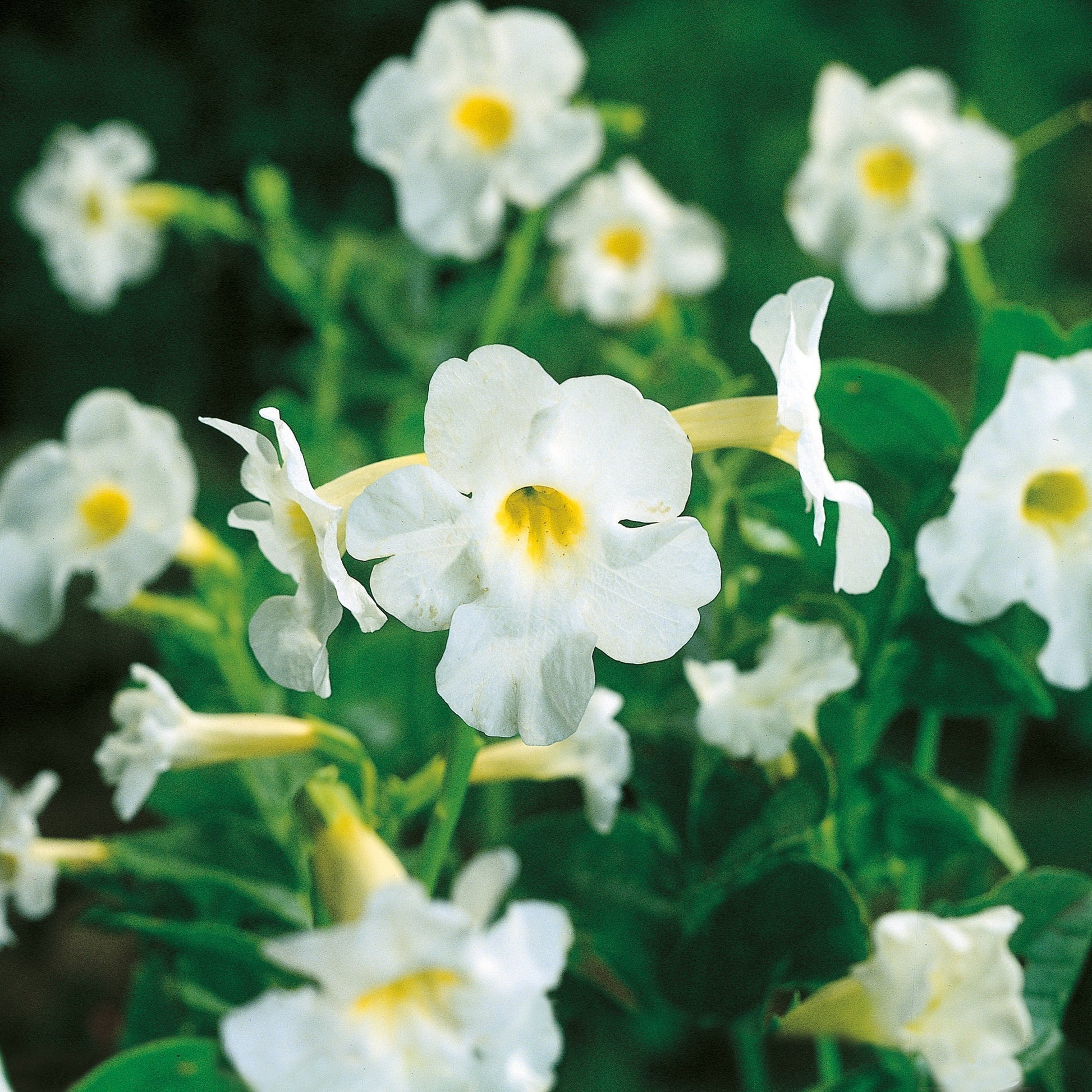 Inkarwilla, Incarvillea delavayi 'White'