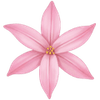 Ifejon cebulki / Ipheion