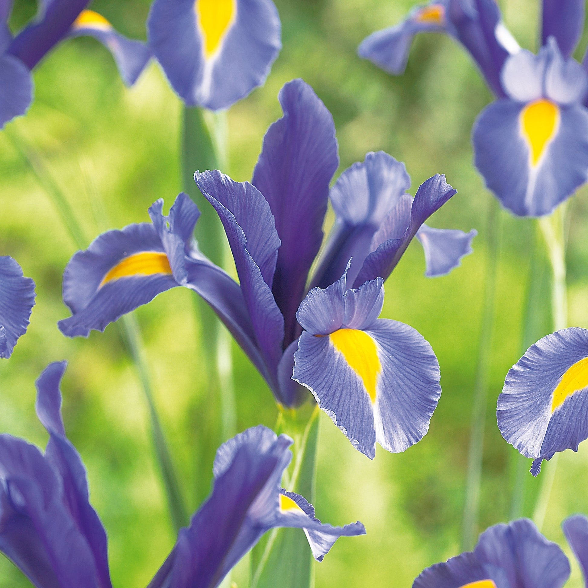Irys ‘Sapphire Beauty’