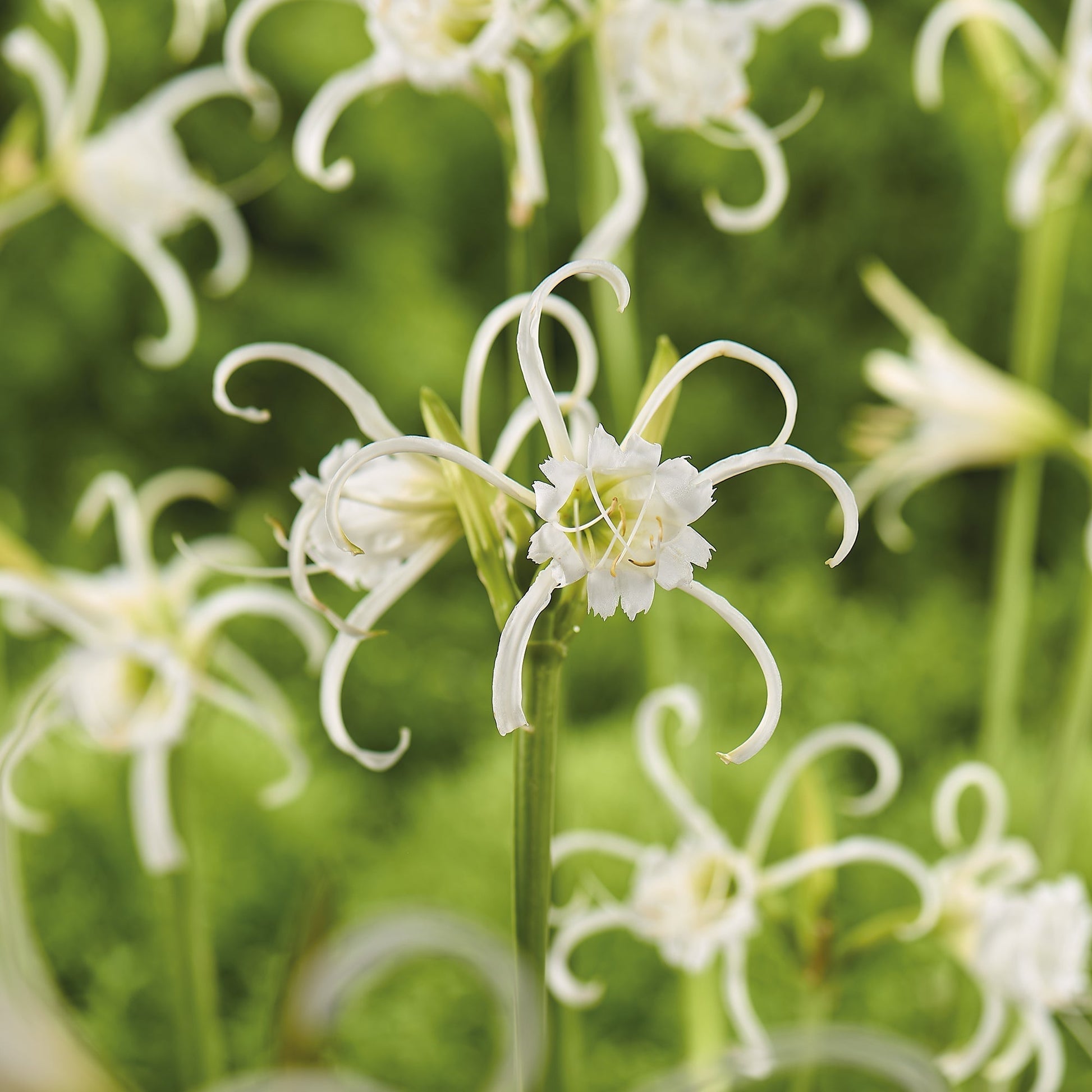 Ismena, Hymenocallis 'Festalis'