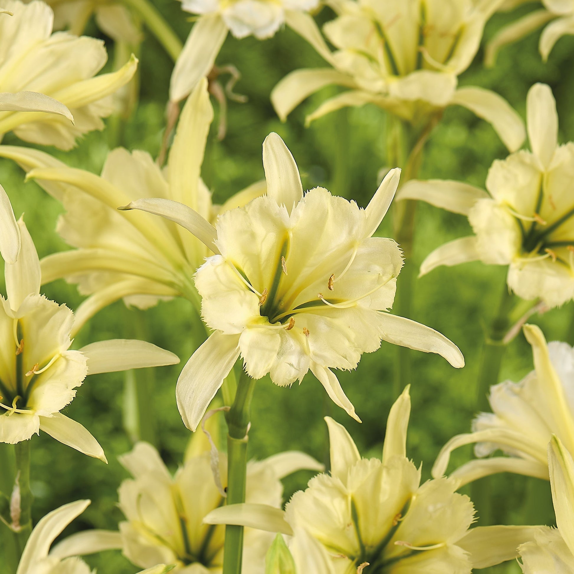 Ismena, Hymenocallis 'Sulphur'