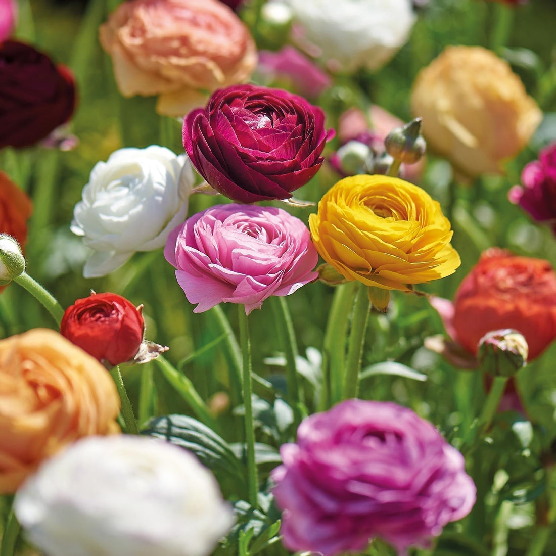 Jaskier, Ranunculus 'Asiaticus'