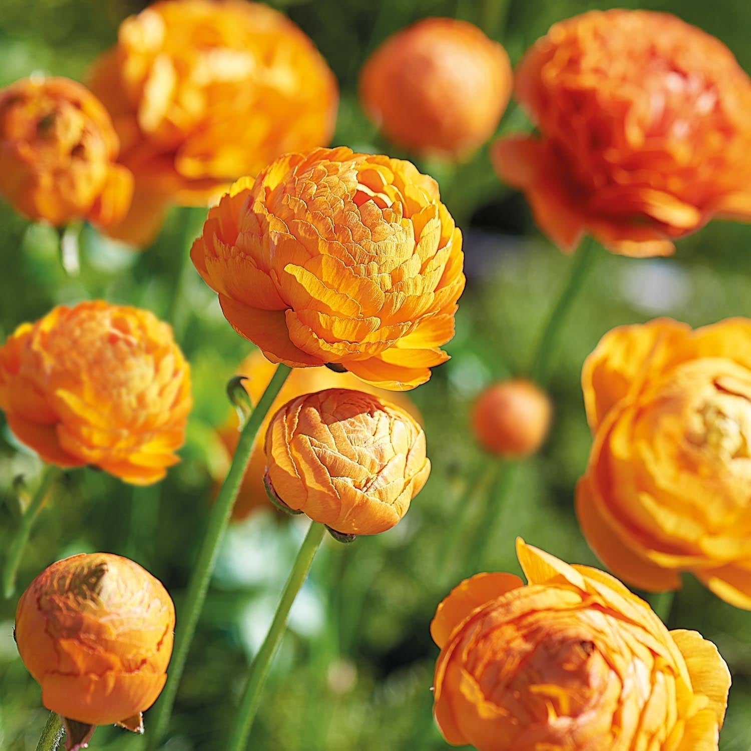 Jaskier, Ranunculus 'Orange'