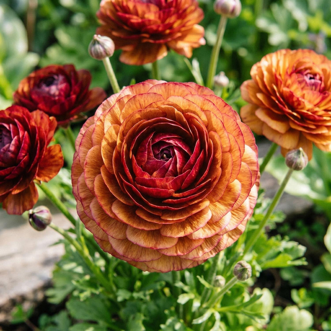 Jaskier, Ranunculus 'Picotee Café'