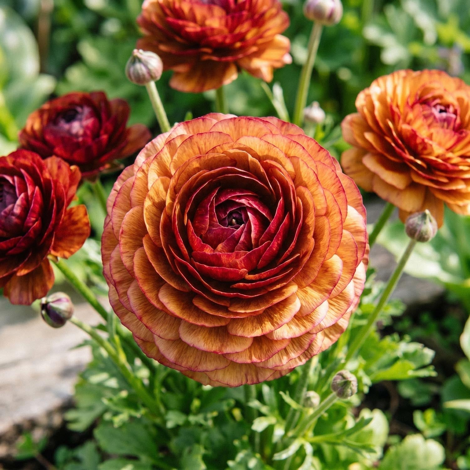Jaskier, Ranunculus 'Picotee Café'