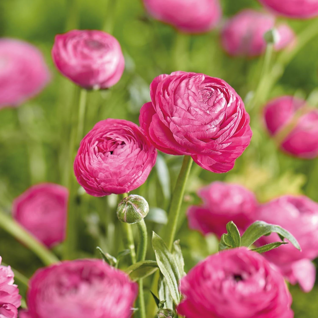 Jaskier, Ranunculus 'Pink'