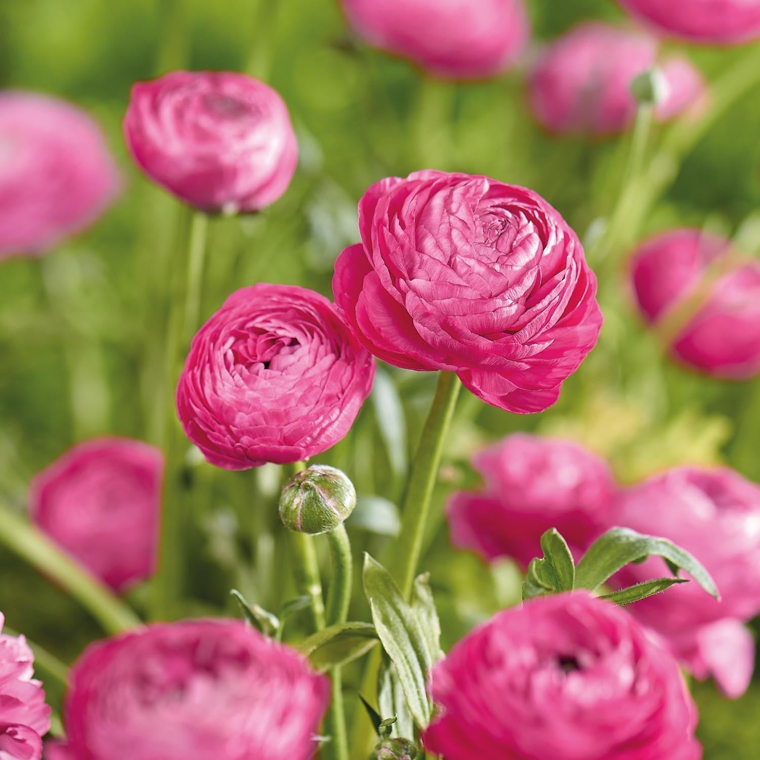 Jaskier, Ranunculus 'Pink'