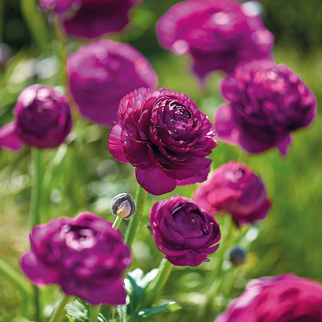 Jaskier, Ranunculus 'Purple'