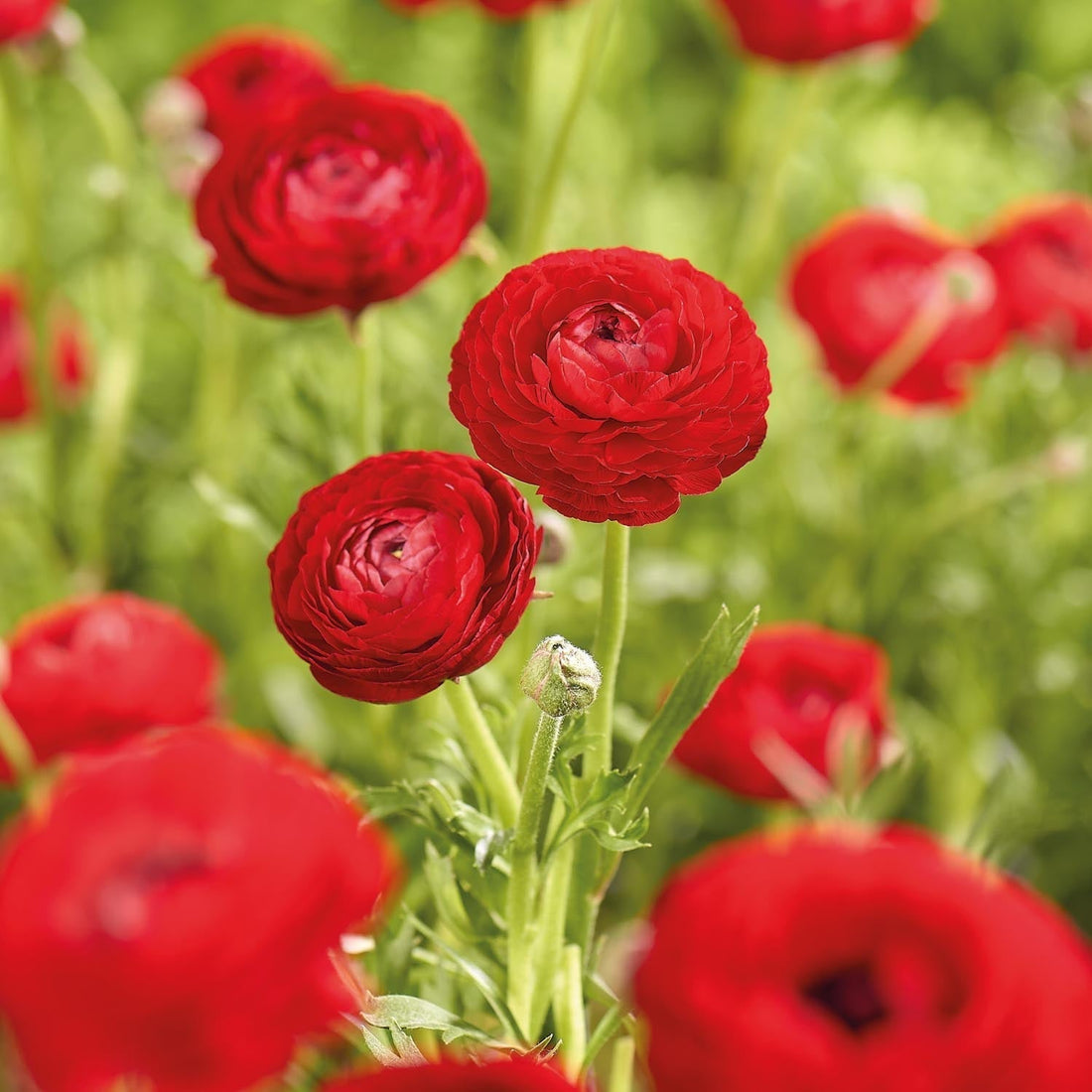 Jaskier, Ranunculus 'Red'
