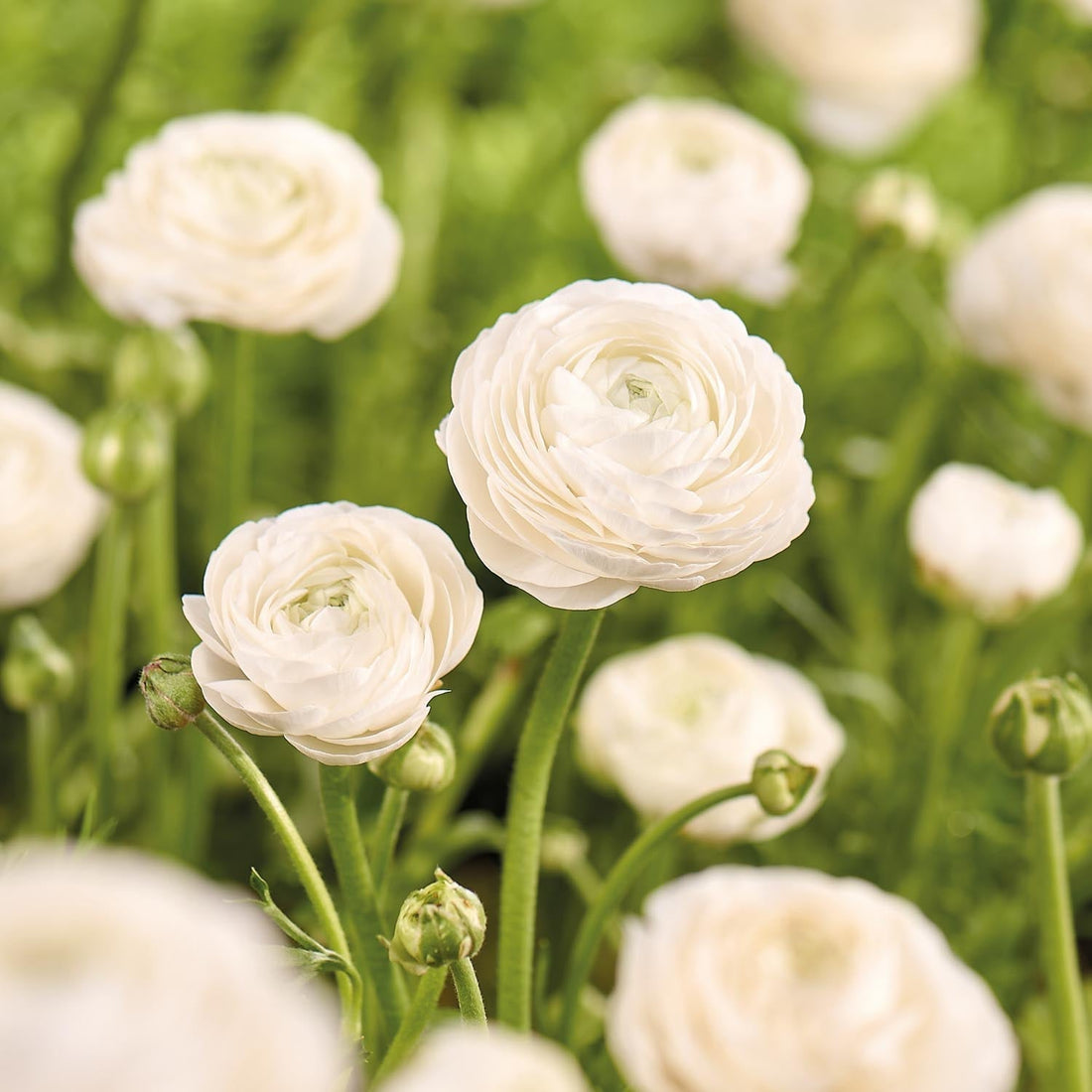 Jaskier, Ranunculus 'White'