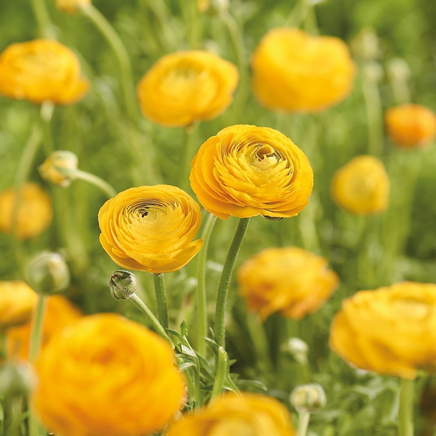Jaskier, Ranunculus 'Yellow'