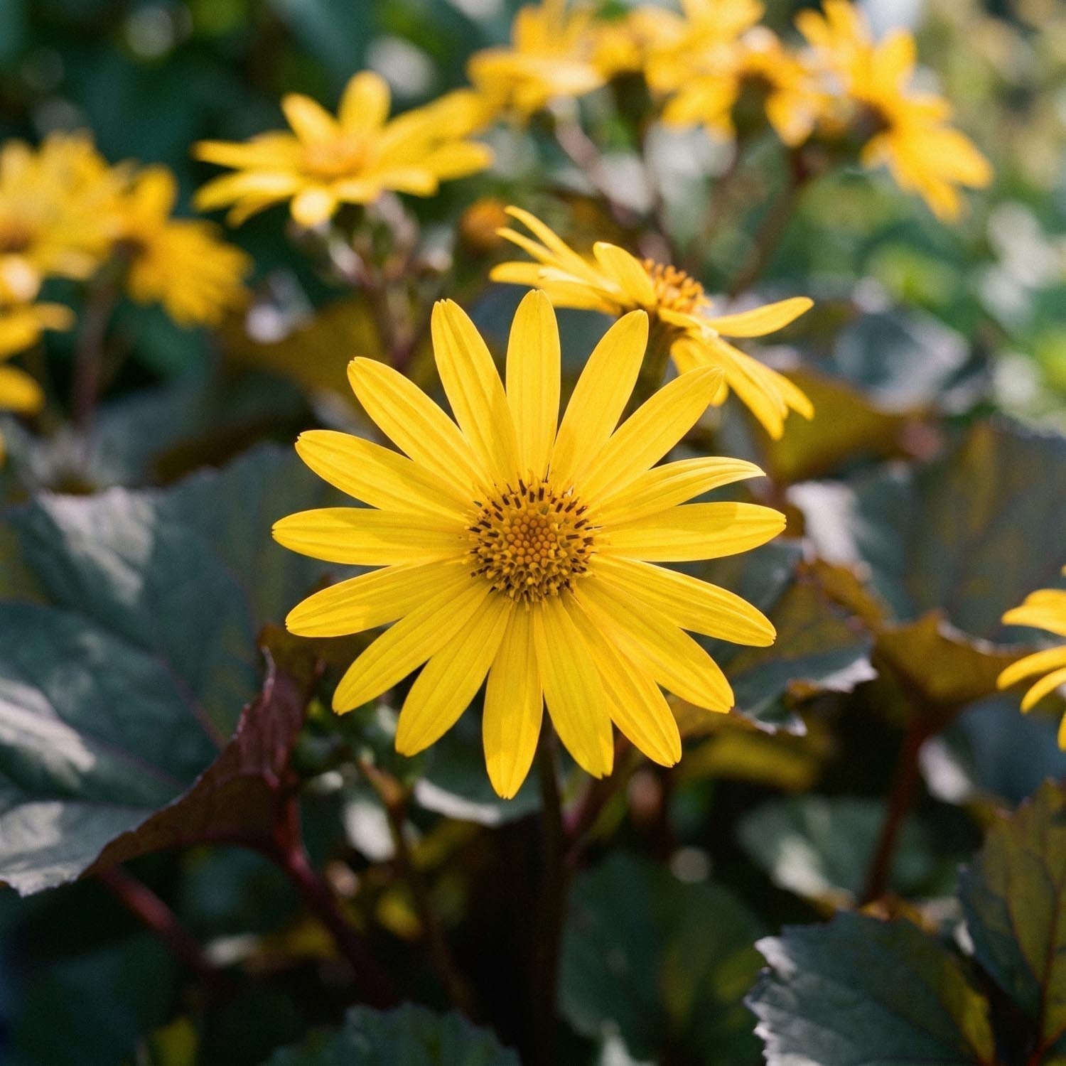 Języczka, Ligularia 'Britt - Marie Crawford'