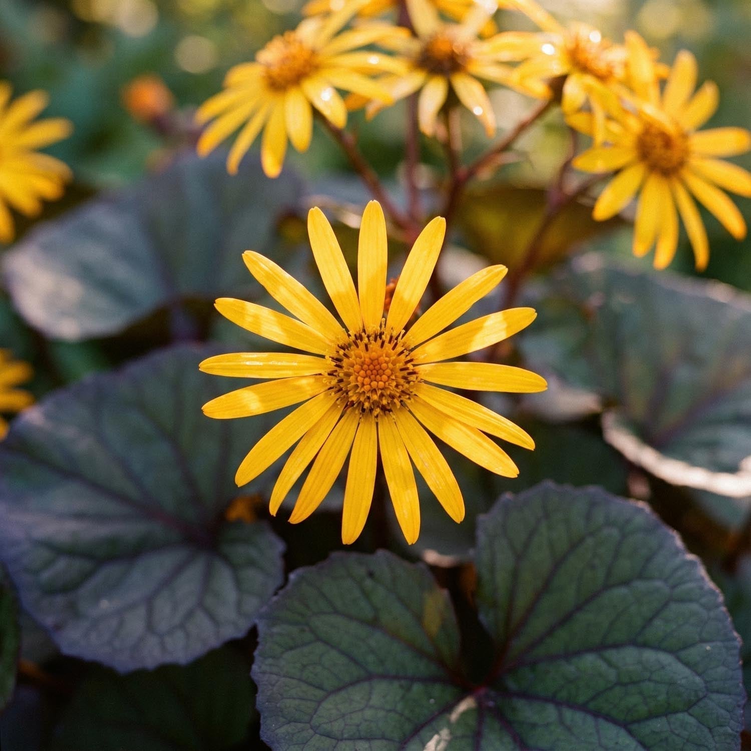 Języczka, Ligularia 'Desdemona'