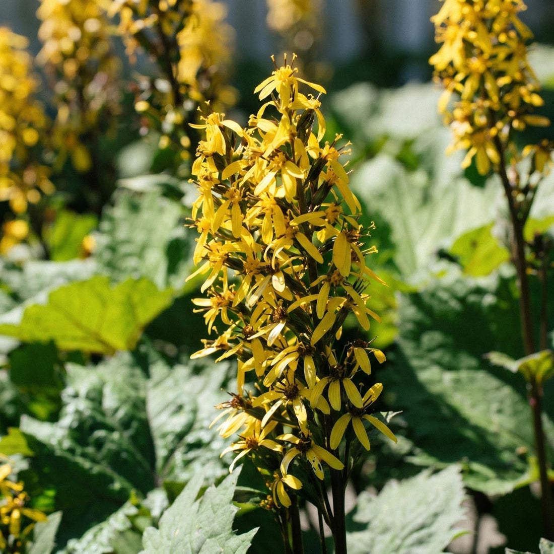 Języczka, Ligularia 'The Rocket'
