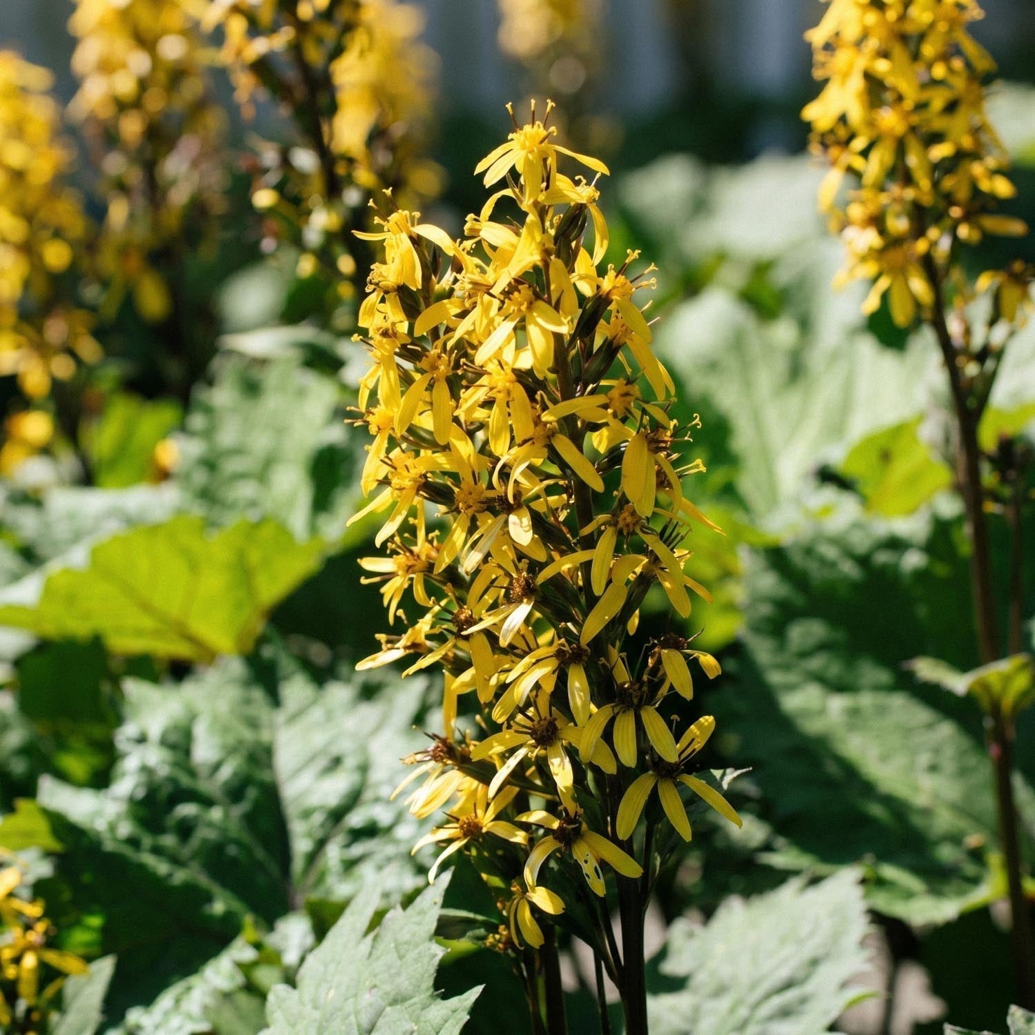 Języczka, Ligularia 'The Rocket'