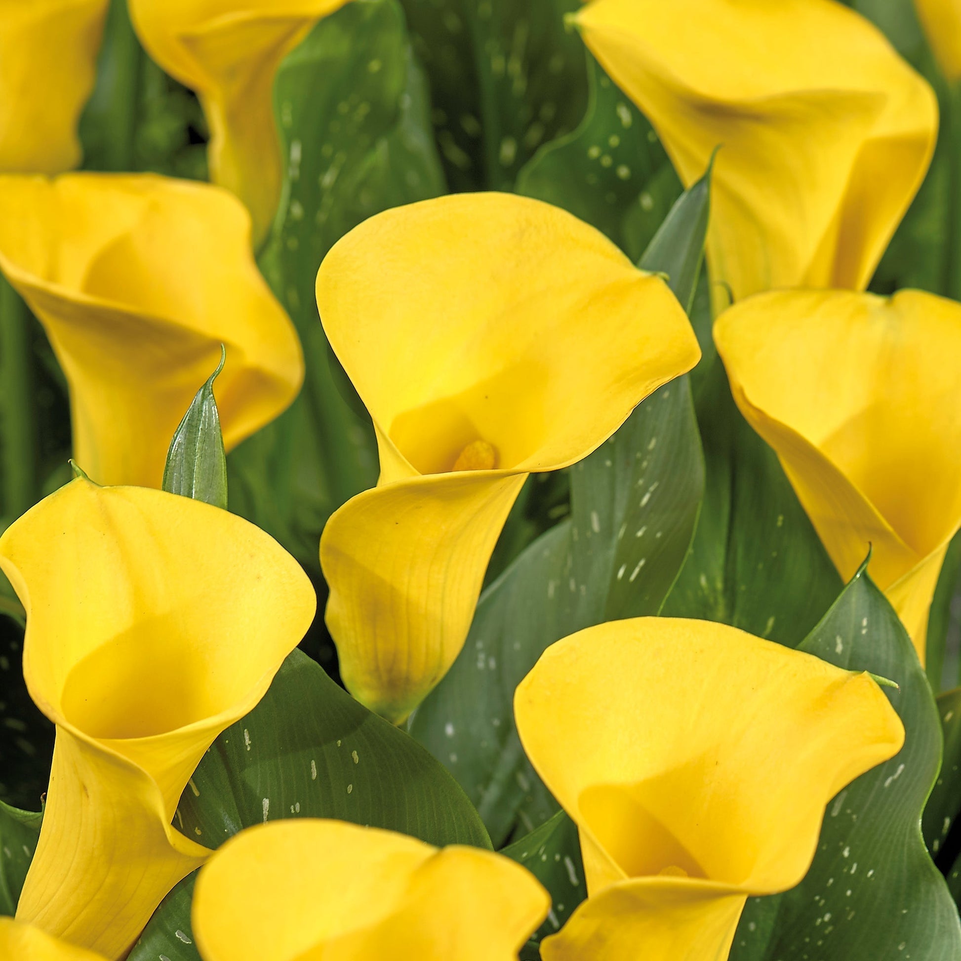 Kalia 'Gold Medal'