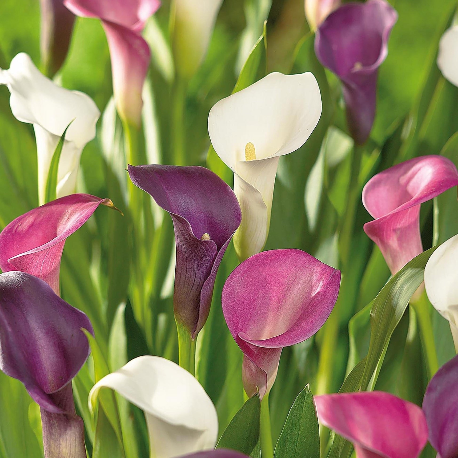 Kalia 'Sorbet Mixed'