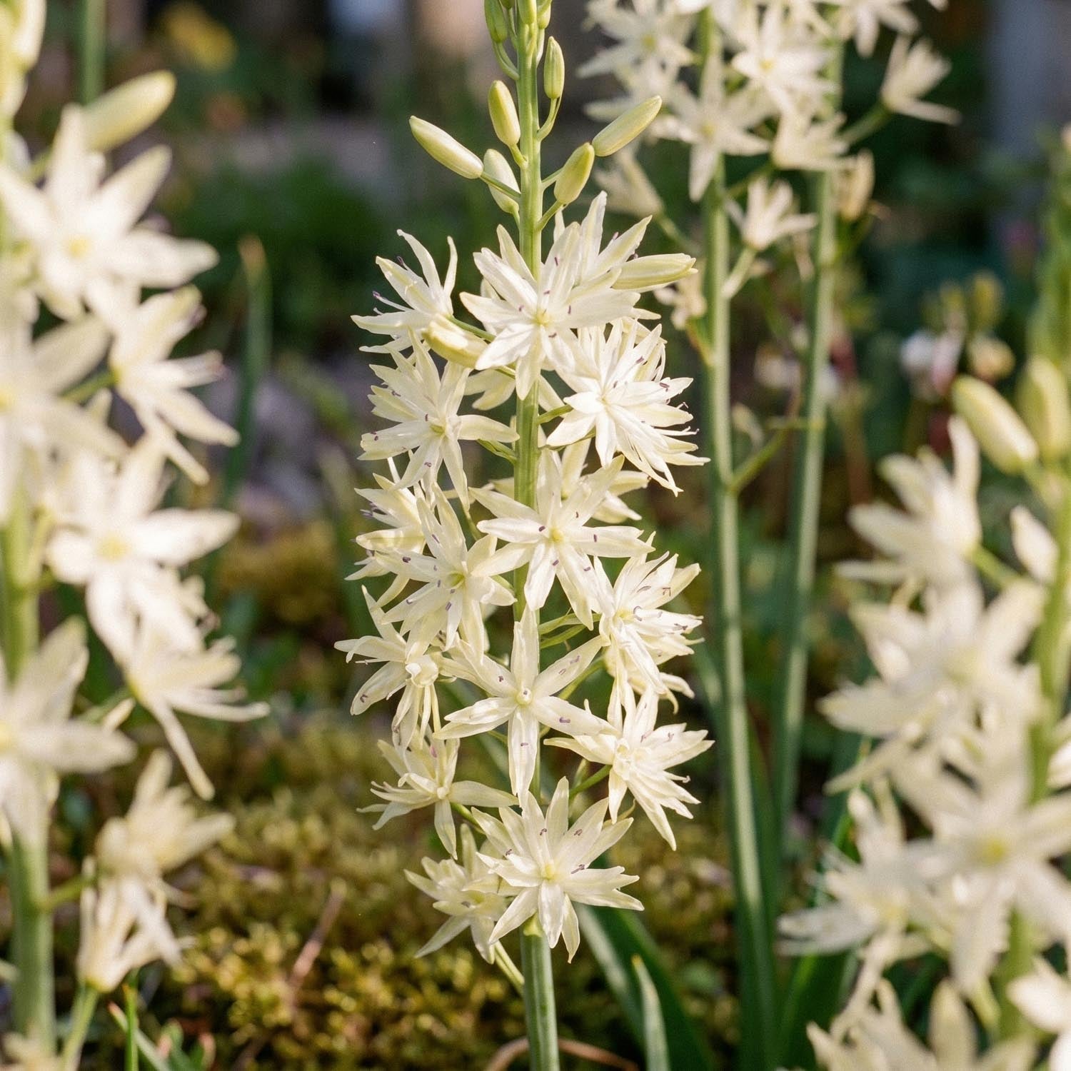 Kamasja, Camassia 'Alba'