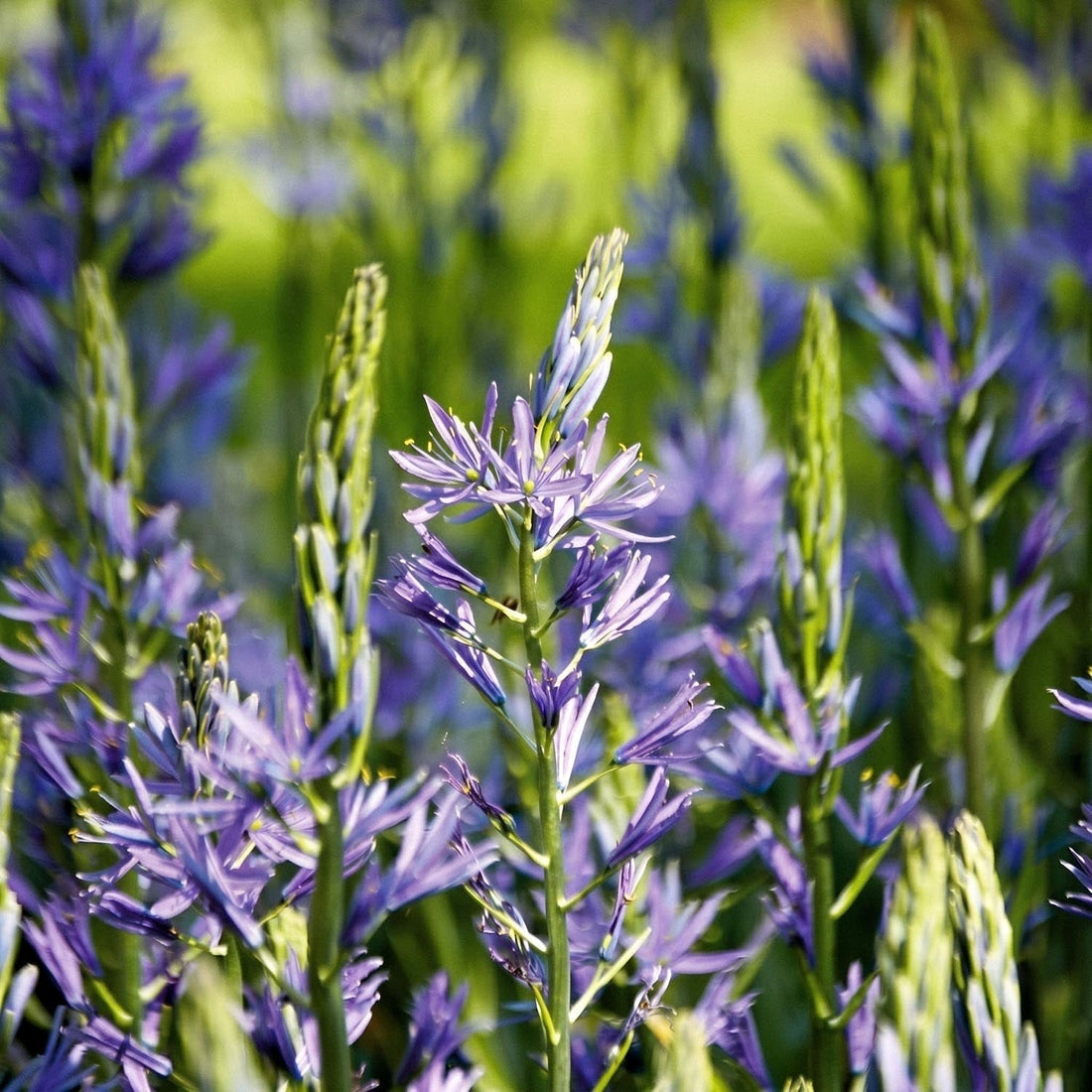 Kamasja, Camassia 'Caerulea'