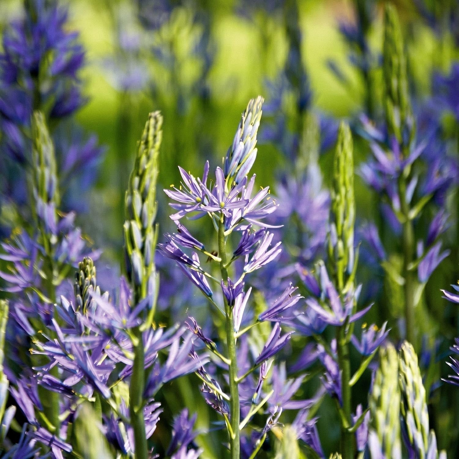 Kamasja, Camassia 'Caerulea'