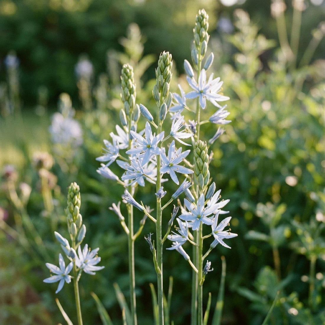 Kamasja, Camassia 'Cusickii'