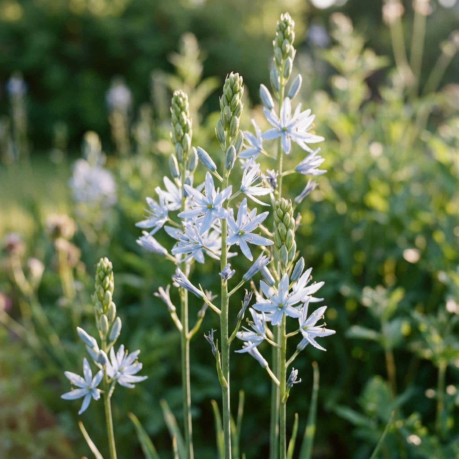 Kamasja, Camassia 'Cusickii'