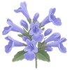 Kocimiętka goły korzeń / Nepeta