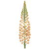 Pustynnik goły korzeń / Eremurus