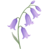 Hiacyntowiec cebulki / Hyacinthoides