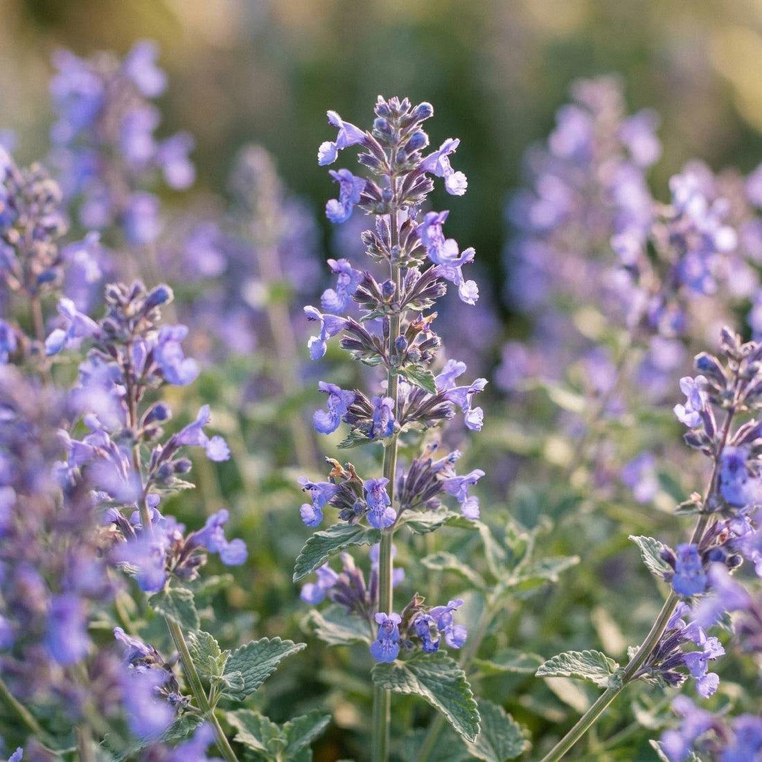 Kocimiętka, Nepeta 'Walker's Low'