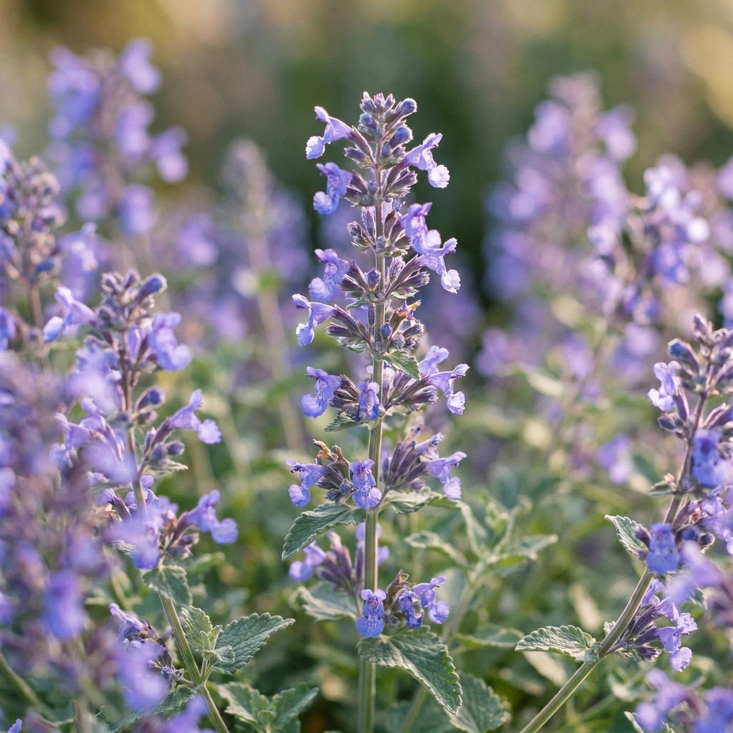 Kocimiętka, Nepeta 'Walker's Low'